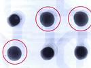 Figure 3. Image of six µBGA solder-joints in top-down view. This clearly shows slight misalignment and irregular joint diameters